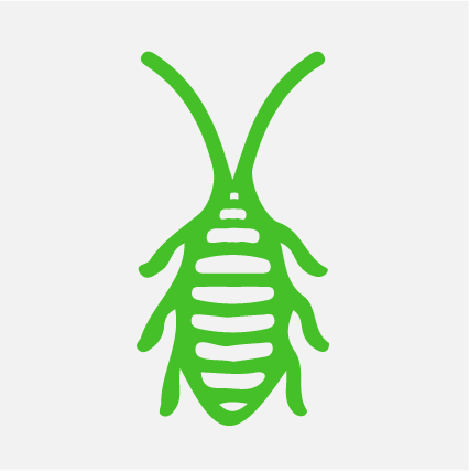 Cockroaches